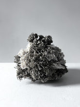 Load image into Gallery viewer, Lush (5), Phoebe Cummings