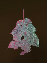 Load image into Gallery viewer, Supernature, Simon Periton