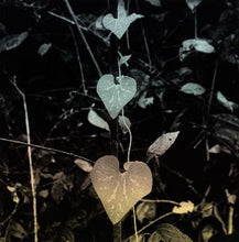 Load image into Gallery viewer, The Fertile Forest (Framed), Hannah Collins